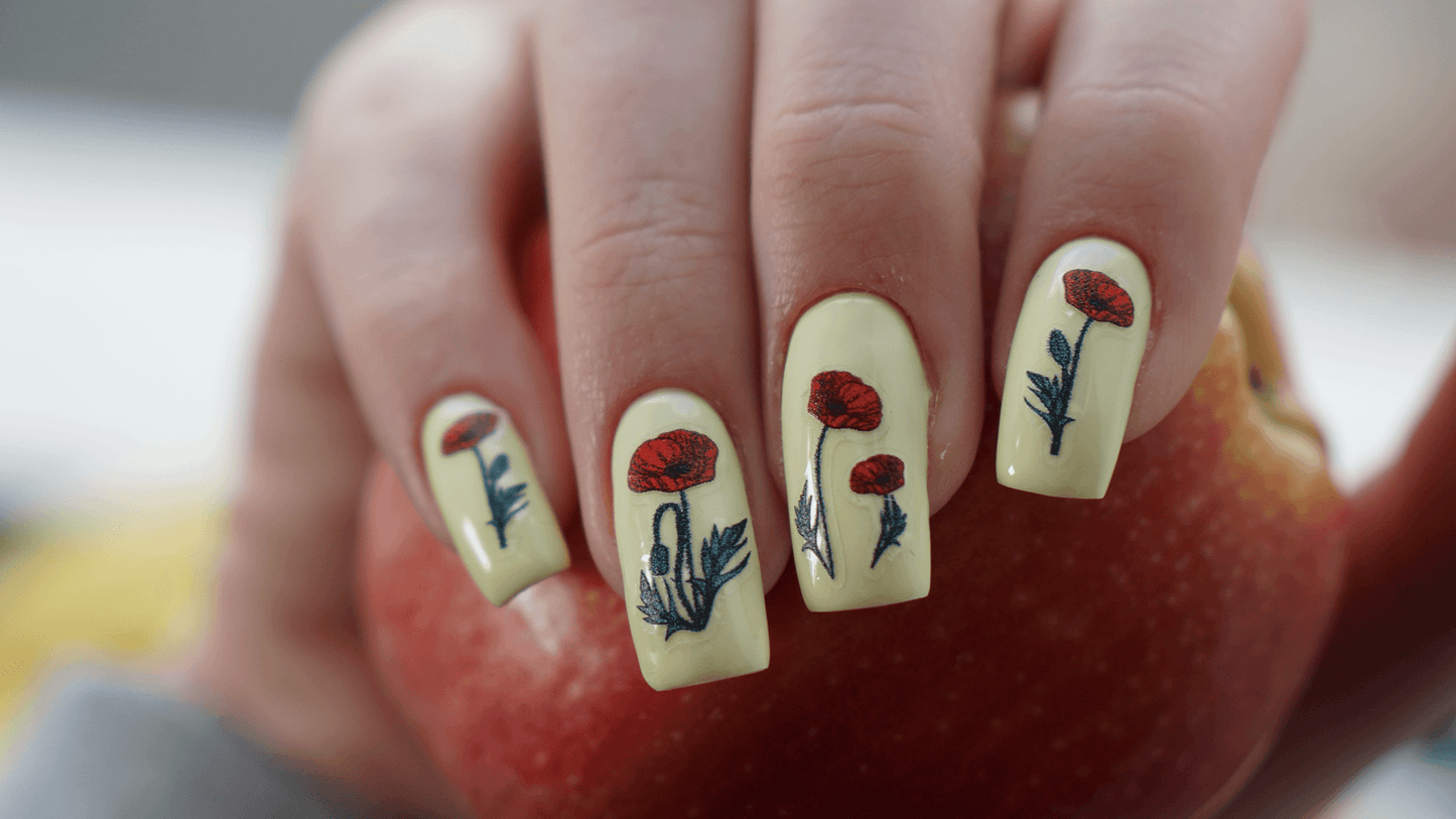 Poppies - 154