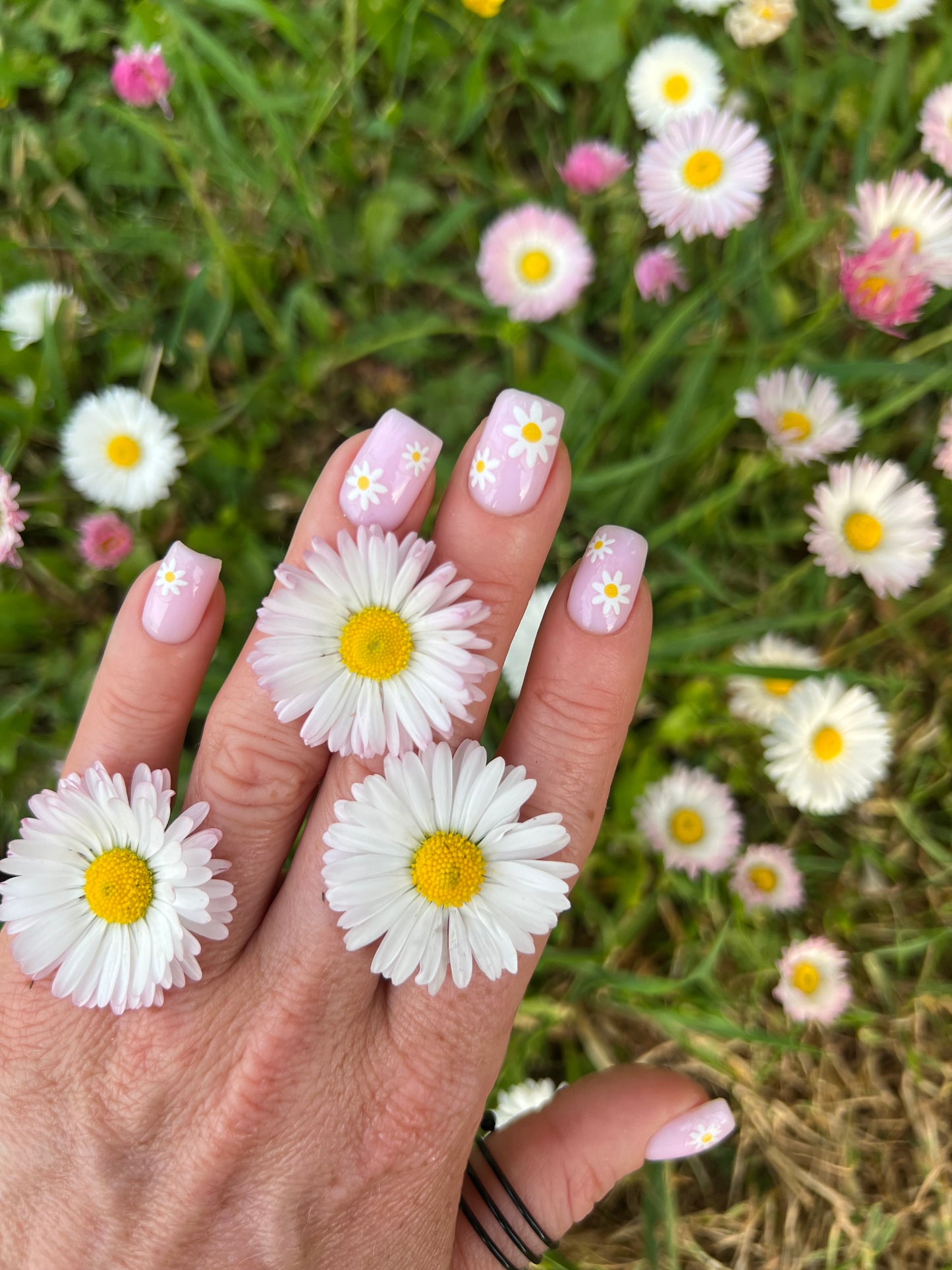 Daisy - 119